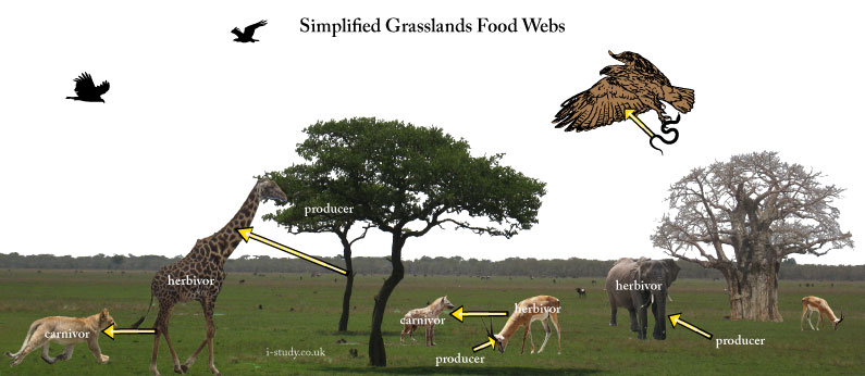 savanna foodchain